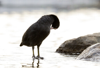 Eurasian coot perched on a rock
