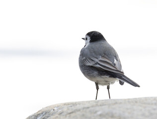 Wagtail looking into the distance