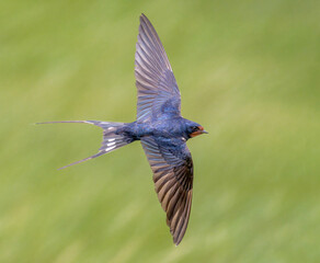 Barn swallow flying over meadow in summer