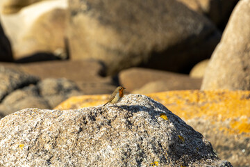 bird on a rock