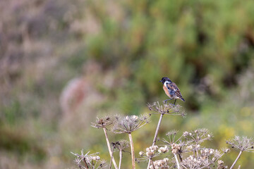 bird on a flower