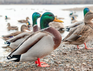 Male of mallard on the riverbank. Close-up, selective focus.