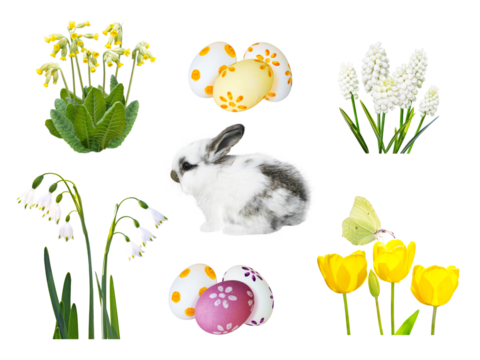 Little spotty rabbit, painted easter eggs, snowdrop, muscari, cowslip, tulip flowers and butterfly isolated trandparent png