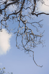 tree branches against blue sky - white clouds in blue sky