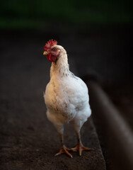 chicken on the farm