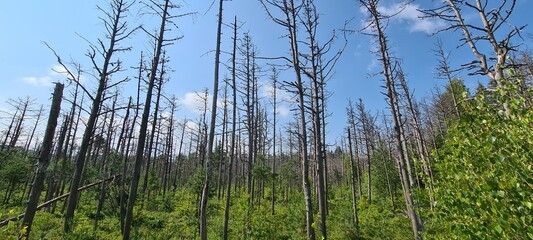 dead trees against blue sky
