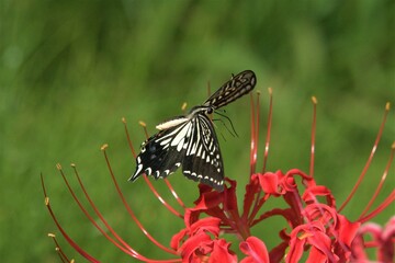 アゲハ蝶と彼岸花