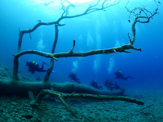 cuba divers underwater around a tree ocean scenery exploring underwater