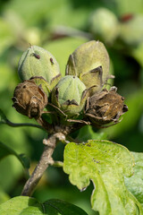bourgeon d'hibiscus