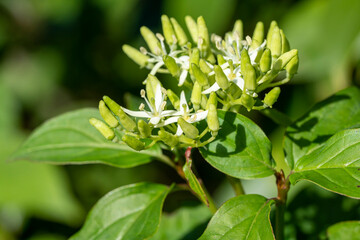 Obraz premium fleurs et bourgeons de cornouiller sanguin