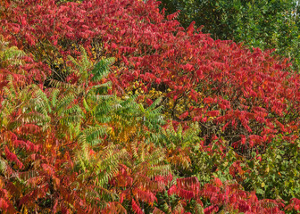 słoneczna barwna jesień w liściach drzew - obrazy, fototapety, plakaty