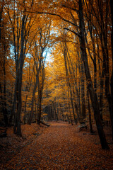Fototapeta premium Beautiful day in a misty autumn forest in the background. Fall, autumn colorful leaves, beech tree. Landscape scene from nature, Moravian-Silesian Beskids, Czech Republic