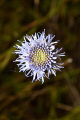 Blue flower with petals and stamens on a dark background.