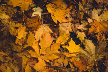 Closeup nature view of orange and yellow maple leaves, tree and twigs background. Flat lay, dark nature concept, maple leaf, group background, colourful autumn forest, october, colorful leaves
