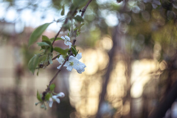 spring bloom