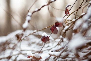 snow on a branches