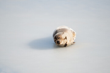 Obraz na płótnie Canvas A small wild harbour harp seal pup laying on cold frozen ice in the North Atlantic Ocean. It is stretching its neck and flippers outward. The seal's thick fur coat is beige with dark brown spots. 