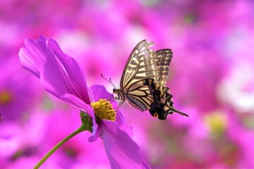 アゲハ蝶と秋桜