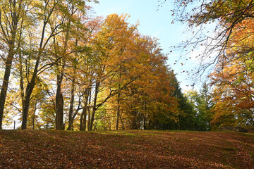 Obraz premium Pathway (rural road, alley) in the forest.Colorful trees with green, yellow, orange, golden leaves. Sunbeams through the branches. Autumn season in October, environment