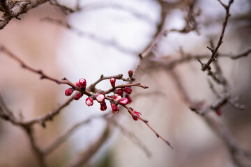 spring bloom