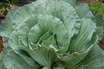 A large head of green cabbage growing in an organic garden. The large vegetable ball is deep green with the sun shining on it. The center is a lighter color green than the large leaves on the outside.