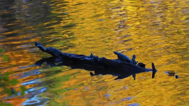 Autumn colors magnified in the ripples on the waters of Sky Lake in Upstate NY.  Wind and waves show off the brilliant colors of trees on the far bank of the Lake.  Log in water with small waves.