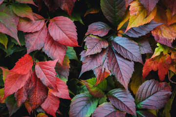 Closeup nature view of orange, red and yellow leaves, tree and twigs background. Flat lay, dark nature concept, leaf, group background, colourful autumn forest, october, colorful leaves