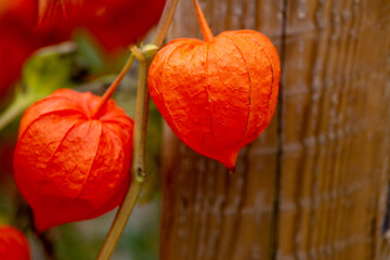 A close-up of a Chinese lantern flowers known as a bladder cherry flower.  The bright orange star-shaped papery flower has thin skin. The vibrant orange colored blossom hangs from a thin green stem.