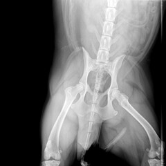 X-ray film of pelvis dog anterior view- veterinary medicine and Veterinary anatomy concept- black and white color