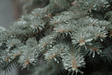 spruce branches with ice needles. beautiful fir tree in winter. sleet.