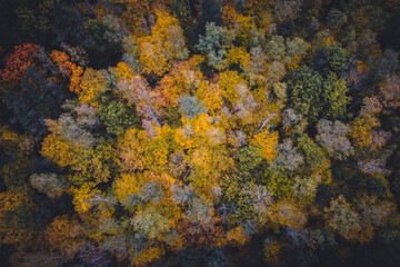 Colorful forest in autumn colours. Trees from aerial view. Landscape scene from nature. Leaves, october, fall, woods, premium background