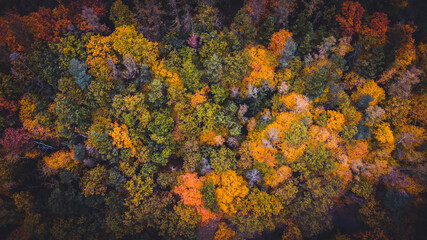 Colorful forest in autumn colours. Trees from aerial view. Landscape scene from nature. Leaves, october, fall, woods, premium background