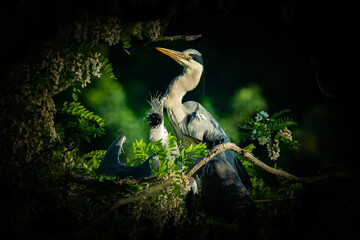 Grey heron (Ardea cinerea), with beautiful green coloured background. Colorful water bird with grey feather sitting on the nest near the river. Wildlife scene from nature, Czech Republic