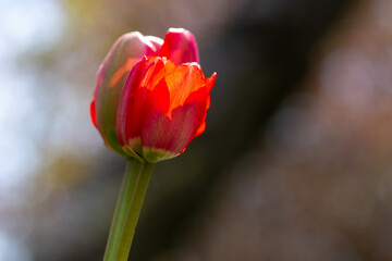 A single vibrant red tiger tulip with a long thick green stem. The head of the bulb is round and thick. The sun is shining through the thin colorful red papery petals. The background is blurred. 