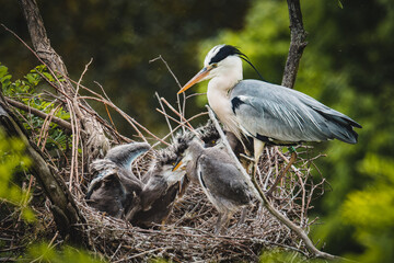 Grey heron (Ardea cinerea), with beautiful green coloured background. Colorful water bird with grey feather sitting on the nest near the river. Wildlife scene from nature, Czech Republic