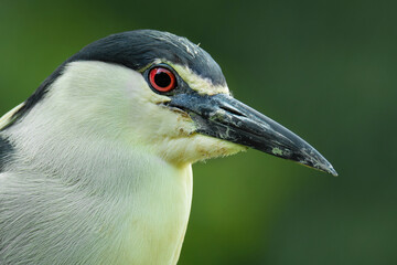 Black-crowned night heron (Nycticorax nycticorax), with beautiful green coloured background. Colorful water bird with grey feather sitting near the river. Wildlife scene from nature, Czech Republic
