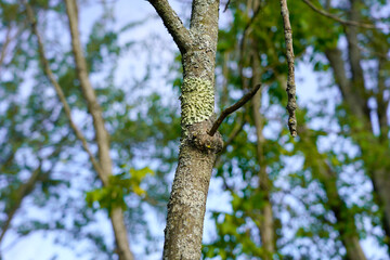 A picture of a tree with lichen on bark mushroom disease