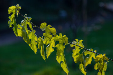 autumn leaves