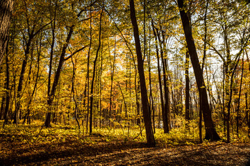 Obraz premium Leaves falling in fall 