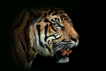 Malayan tiger (Panthera tigris tigris), with a beautiful dark background. Colourful endangered animal with orange hair sitting on the ground in the forest. Wildlife scene from nature, Malaysia