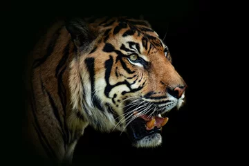 Malaiischer Tiger (Panthera tigris tigris), mit einem schönen dunklen Hintergrund. Farbenfrohes, gefährdetes Tier mit orangefarbenen Haaren, das im Wald auf dem Boden sitzt. Szene der wild lebenden Tiere von der Natur, Malaysia © Simon Vasut