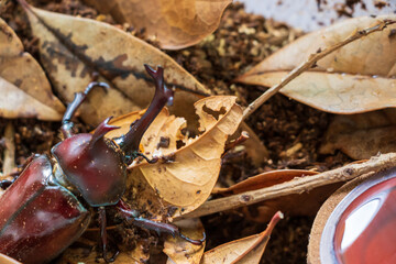 落ち葉の上にオスのカブトムシ