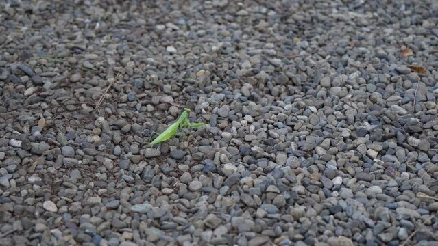 Mantis crossing gravel road walking slowly nature landscape background video