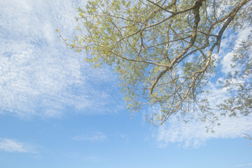 優しいイメージの空と木