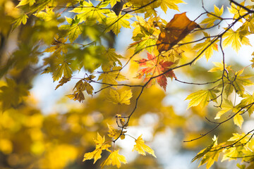 色づく秋の風景(アップ)
