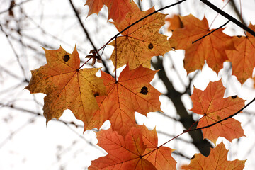 Naklejka na ściany i meble Orange and red maple leaves on a tree branch on sky background. Autumn season, fading nature