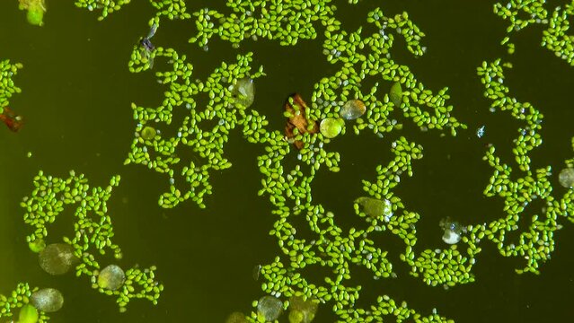 Spotless watermeal, rootless duckweed (Wolffia arrhiza) and duckweed (Lemna turionifera) in a stagnant freshwater pond