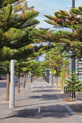Palm Avenue in Melbourne in Australia