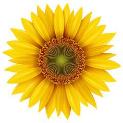 Sunflower isolated, yellow flower realistic icon illustration.