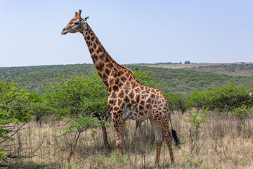Giraffe Bull Wildlife Animal Wilderness Safari Landscape